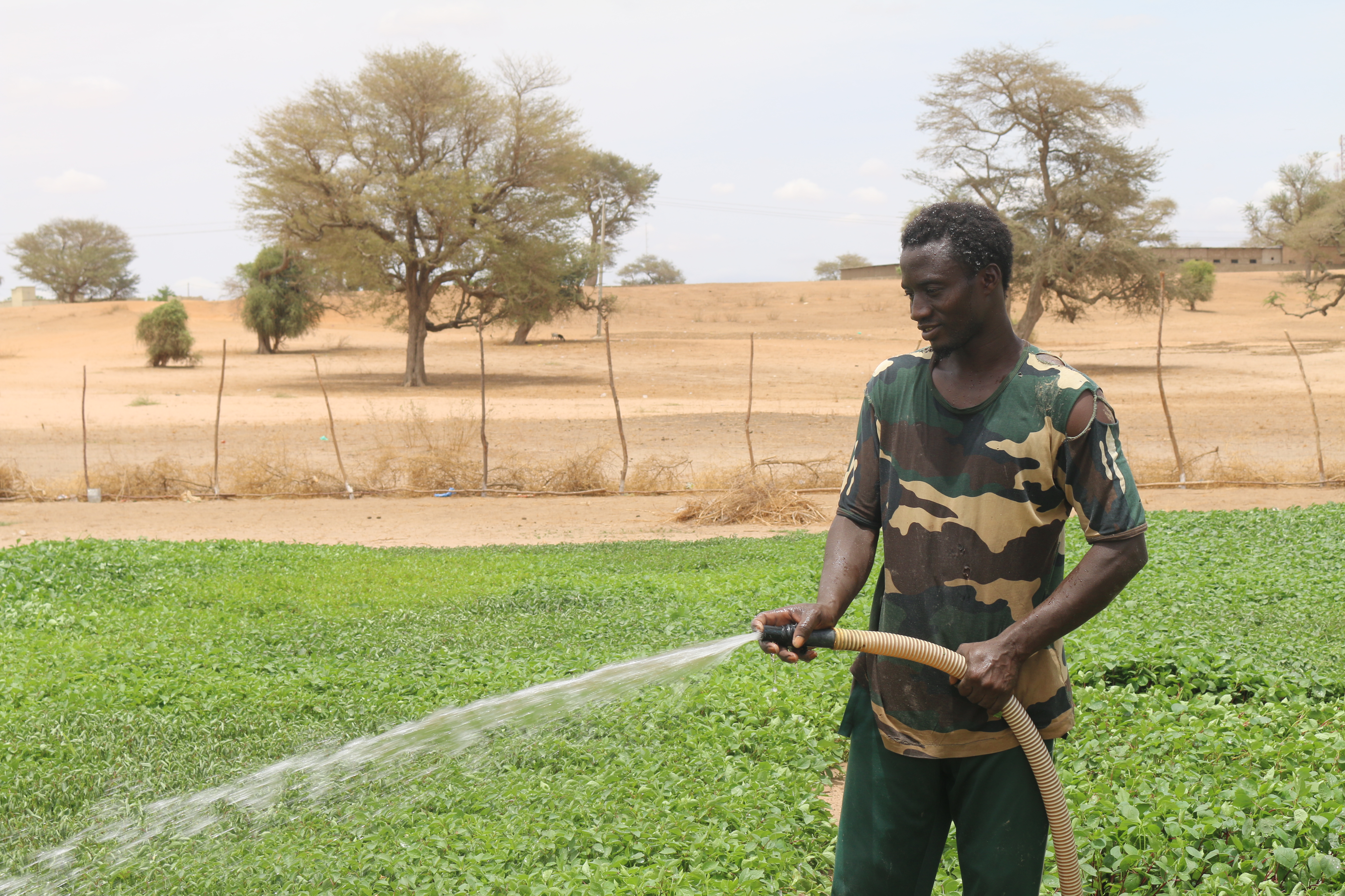 Ces jeunes qui ont quitté Dakar pour s'investir dans l'agriculture à Ndiob        