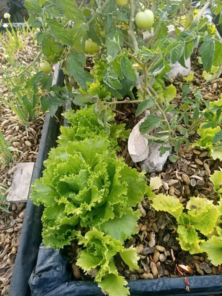 Micro-jardinage à la Patte d’oie, une florissante occupation pour les femmes âgées   