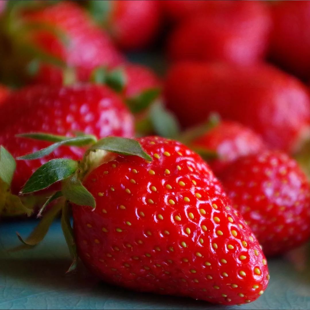 Fraises en terre sénégalaise: Immersion au cœur d'une révolution agricole  