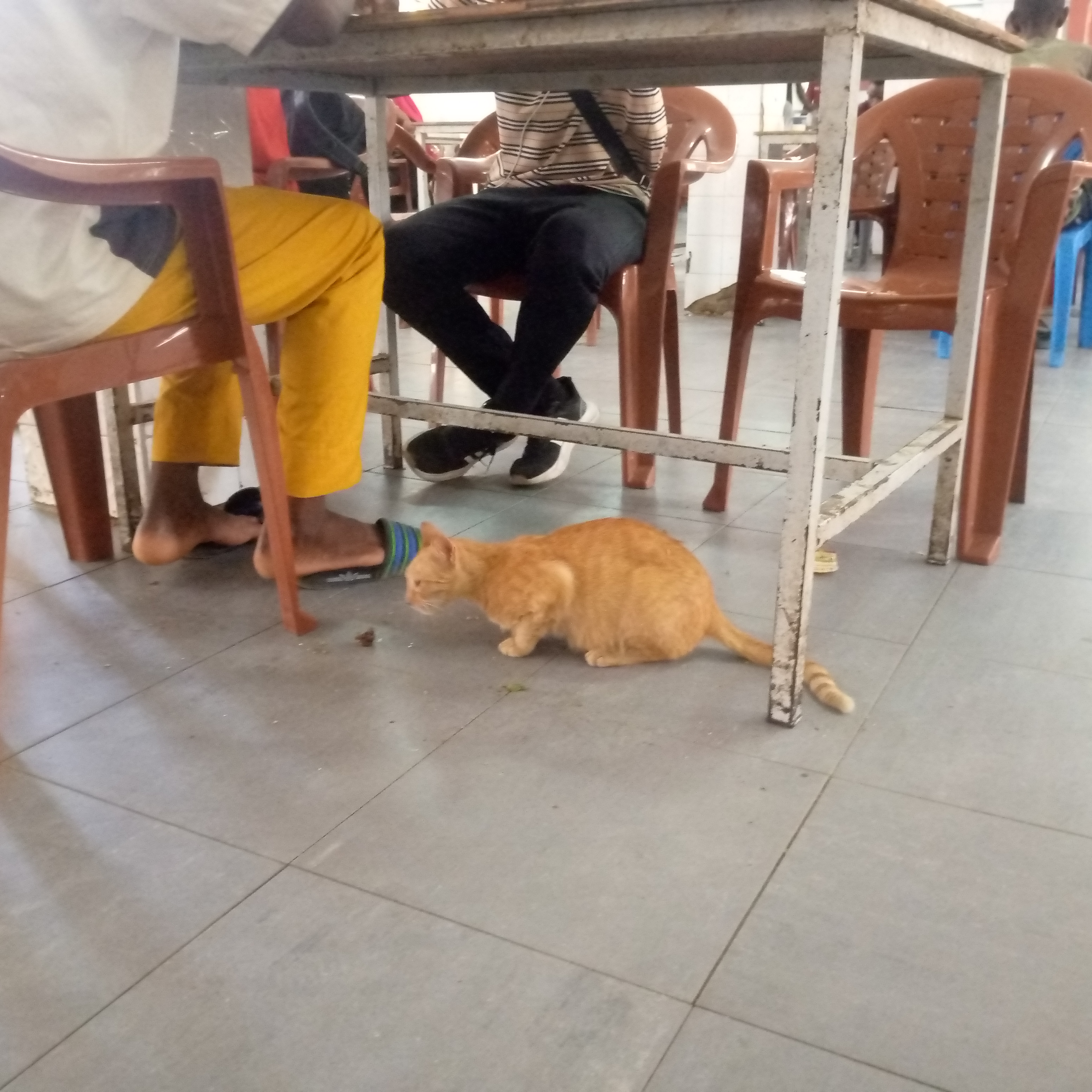 Quand les chats s’invitent au restaurant Centrale de l'UCAD       